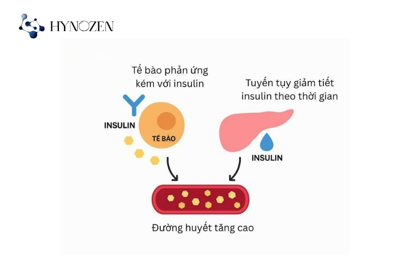 Quá trình chuyển hóa lipid và glucose ở bệnh nhân tiểu đường tuýp 2