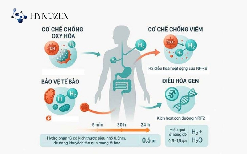 Hydro giúp chống các bệnh viêm, oxy hóa